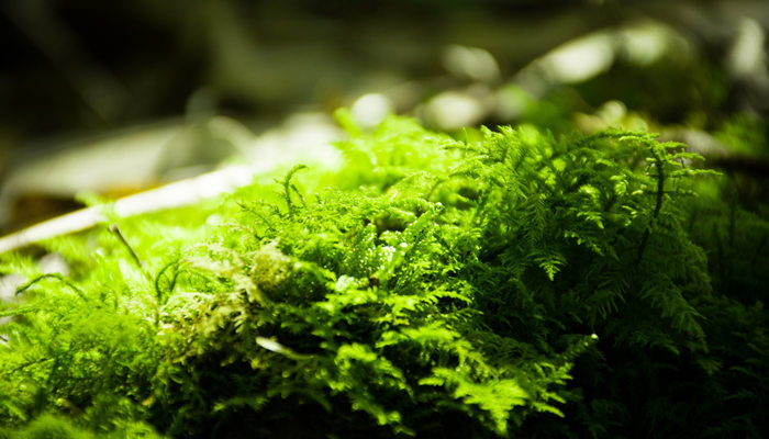 摄图网_501246822_banner_青苔(用)_副本.jpg 摄图网_501246822_banner_青苔(用)_副本.jpg