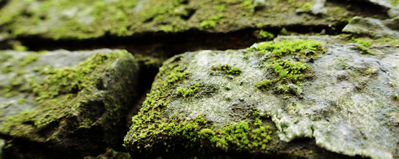摄图网_500618026_banner_长满青苔的老墙(企业商用)_本.jpg 摄图网_500618026_banner_长满青苔的老墙(企业商用)_本.jpg