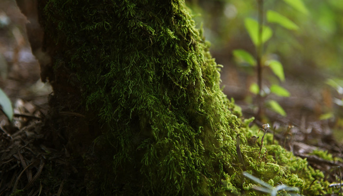 摄图网_500746548_banner_苔藓(企业商用)_副本.jpg 摄图网_500746548_banner_苔藓(企业商用)_副本.jpg