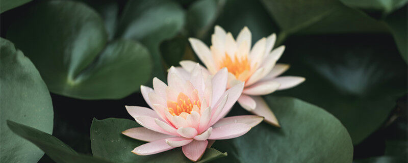 澳门旗帜图片是什么花 澳门旗帜图片到底是什么花