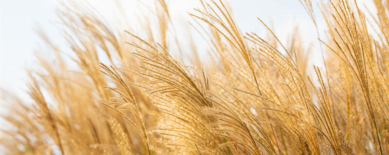摄图网_501532264_banner_秋季公园里的芦苇丛特写（企商用）_副本.jpg