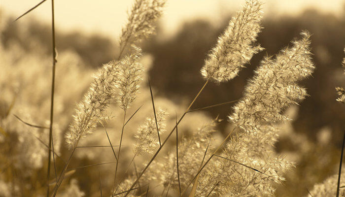 摄图网_501259298_banner_芦苇植物枯黄素材背景（企业商用）_副本.jpg