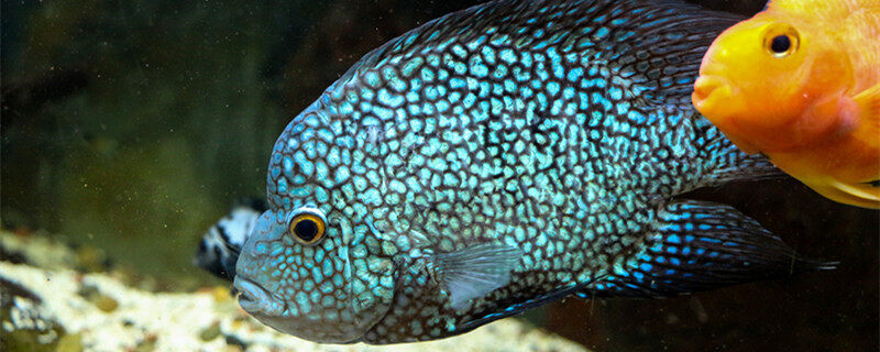 摄图网_306886539_美丽的多彩鱼类在水族馆罗汉鱼2(企业商用)_副本.jpg 摄图网_306886539_美丽的多彩鱼类在水族馆罗汉鱼2(企业商用)_副本.jpg