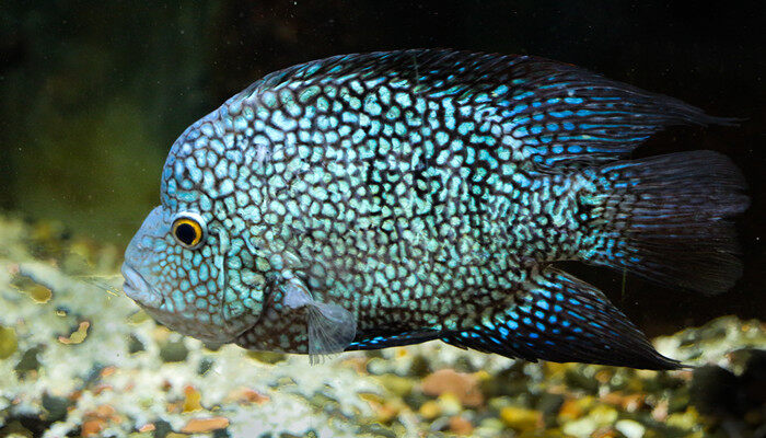 摄图网_306887309_美丽的多彩鱼类在水族馆罗汉鱼企业商用)_副本.jpg 摄图网_306887309_美丽的多彩鱼类在水族馆罗汉鱼企业商用)_副本.jpg