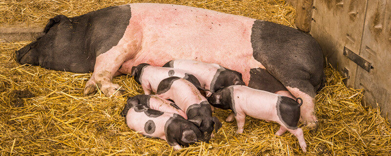 摄图网_303325924_母猪来自斯瓦比人猪一种德国人躺在稻草上农场的巢穴里周围有六只幼猪（企业商用）_1.jpg