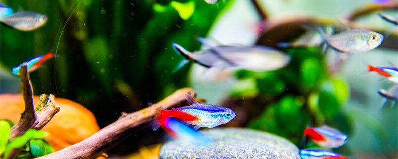 鱼缸里养一叶莲注意什么 鱼缸里养一叶莲需要注意什么