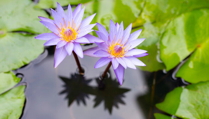 鱼缸里养一叶莲注意什么 鱼缸里养一叶莲需要注意什么