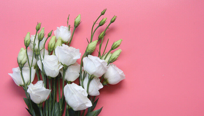 绿色洋桔梗花语 绿色洋桔梗的花语