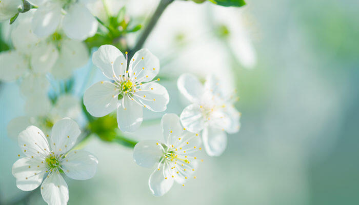 荼靡花花语 荼靡花花语是什么