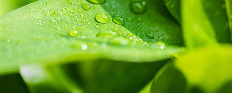 叶子的结构 叶子的结构是什么