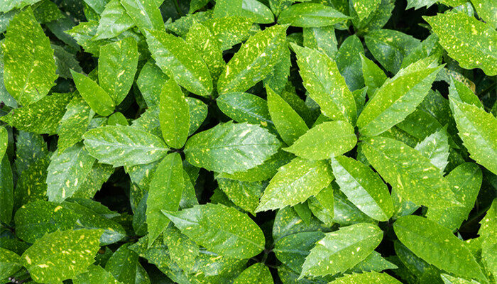 叶子的结构 叶子的结构是什么