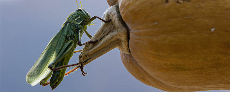 摄图网_501147177_banner_蚂蚱素材(企_副本.jpg 摄图网_501147177_banner_蚂蚱素材(企_副本.jpg