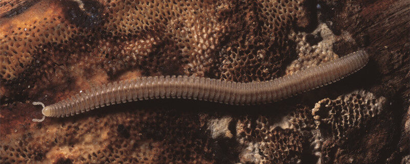 摄图网_303581989_禾虫(企业商用)1.jpg 摄图网_303581989_禾虫(企业商用)1.jpg