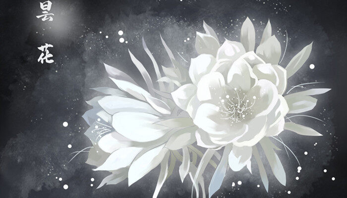 昙花品种有哪些 昙花品种有什么