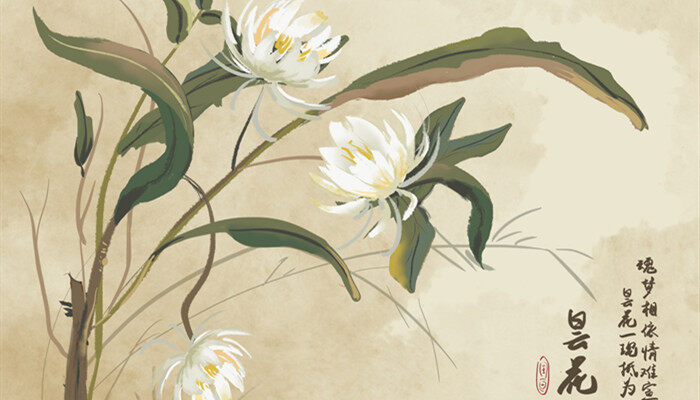 昙花品种有哪些 昙花品种有什么