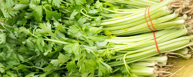 芹菜怎么催芽放冰箱里吗 芹菜怎么放冰箱里催芽