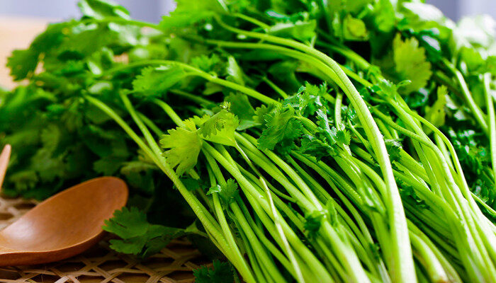 芹菜怎么催芽放冰箱里吗 芹菜怎么放冰箱里催芽