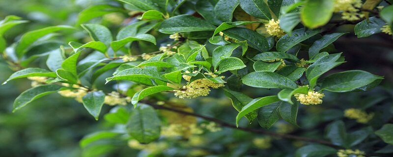 八月桂花不开花是什么原因 八月桂花不开花是什么