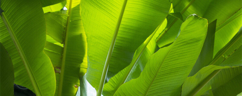 摄图网_500667009_banner_芭蕉叶（企业商用）0_副本.jpg