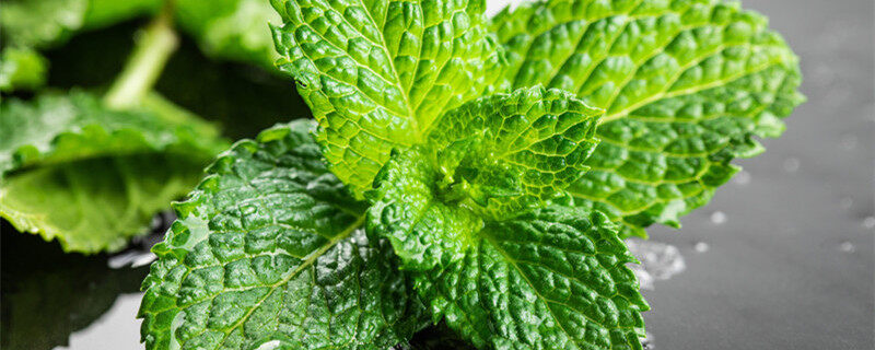 留兰香薄荷和柠檬薄荷有什么区别 留兰香薄荷和柠檬薄荷的区别是什么