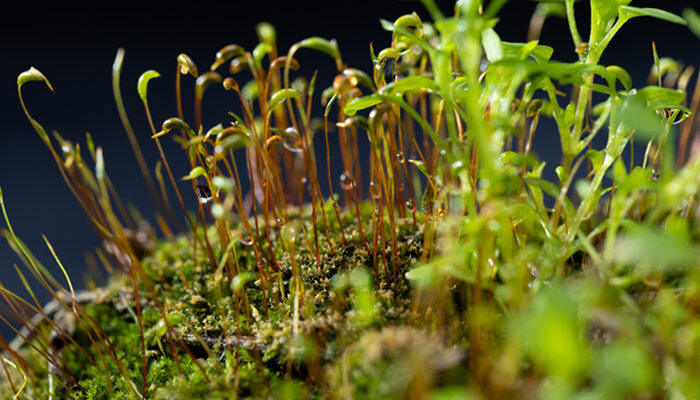 常见的10种苔藓植物 常见的10种苔藓类植物