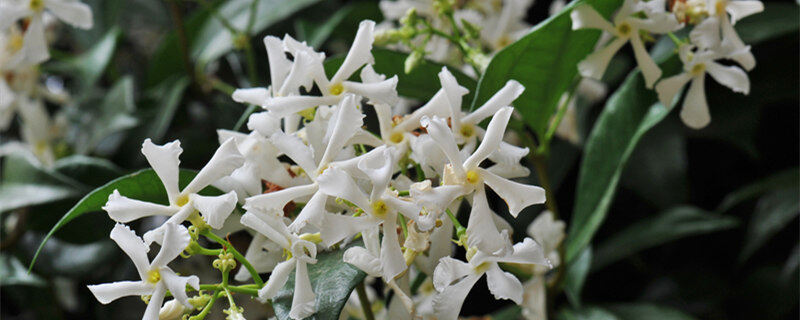 六月雪的养殖方法和注意事项 六月雪养殖方法和注意事项