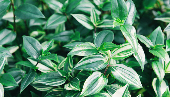 六月雪的养殖方法和注意事项 六月雪养殖方法和注意事项