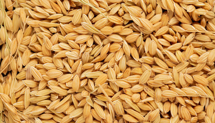 摄图网_501660591_banner_平铺的成熟黄色稻子(企业商用)_副本.jpg 摄图网_501660591_banner_平铺的成熟黄色稻子(企业商用)_副本.jpg