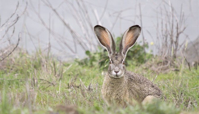 摄图网_501458704_banner_美国加利福尼亚州黑尾野兔（企业商用）_副本.jpg