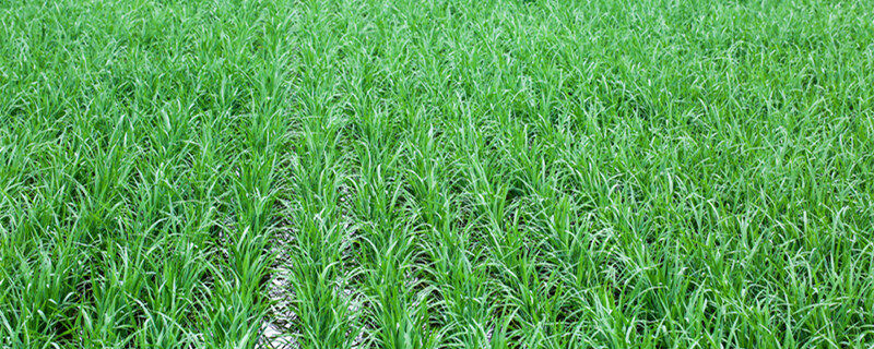 摄图网_500958555_banner_水稻（企业商0用）_副本_副本.jpg