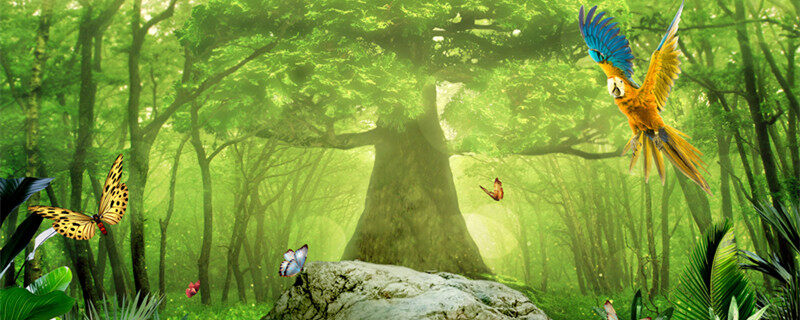 杏叶的寓意 杏叶的寓意是