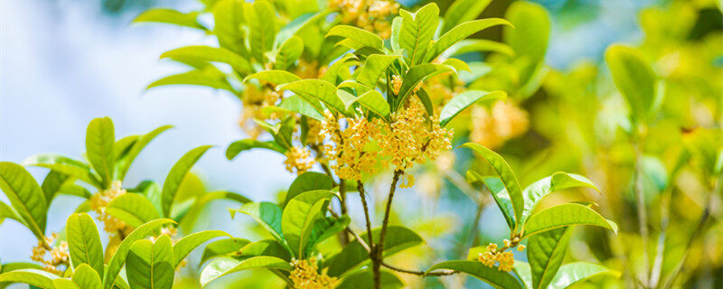 桂花颜色,形状,香味有什么特点 桂花颜色,形状,香味特点有什么