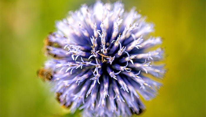 摄图网_303351145_带蜜蜂的地盘绒球花（企业商用）_副本.jpg