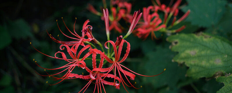 彼岸花为啥光长叶子不开花 为什么彼岸花只长叶子不开花
