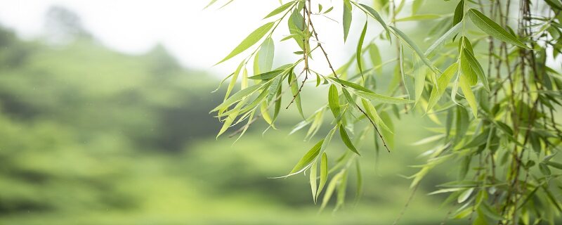 摄图网_501276327_春天的垂柳（企业商用）.jpg
