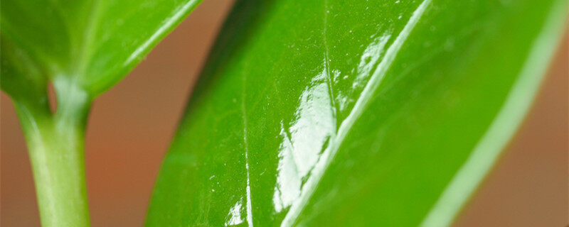 八方来财树怎么扦插 八方来财树怎么样扦插