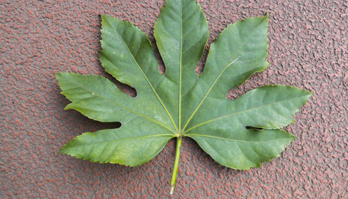 八方来财树怎么扦插 八方来财树怎么样扦插