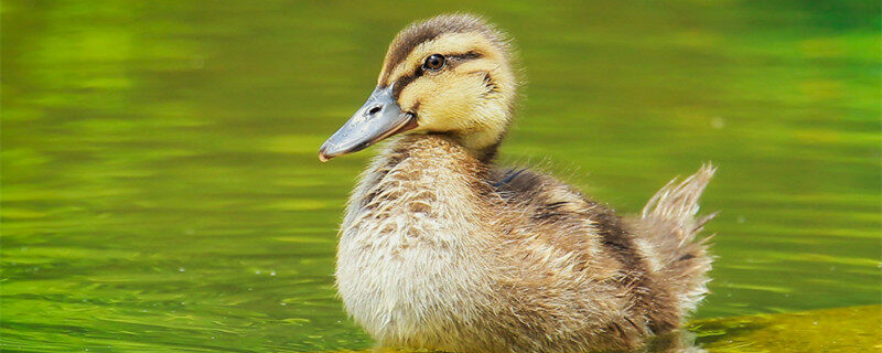 摄图网_501347500_banner_小鸭子(企业商用)_1.jpg 摄图网_501347500_banner_小鸭子(企业商用)_1.jpg