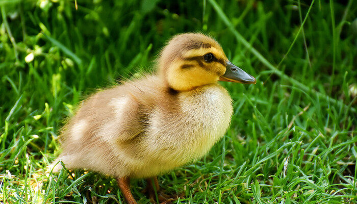 摄图网_501347501_banner_小鸭子(企业商用)_副本.jpg 摄图网_501347501_banner_小鸭子(企业商用)_副本.jpg