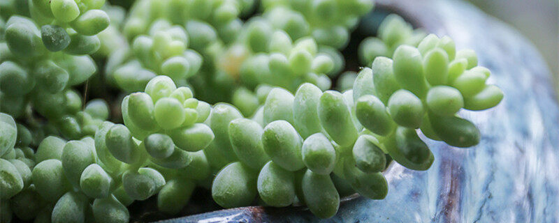 多肉植物名称 多肉植物名称有哪些