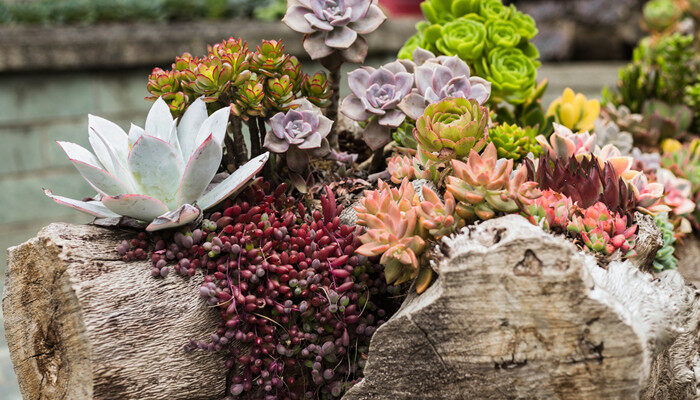 多肉能吃吗 多肉能不能吃