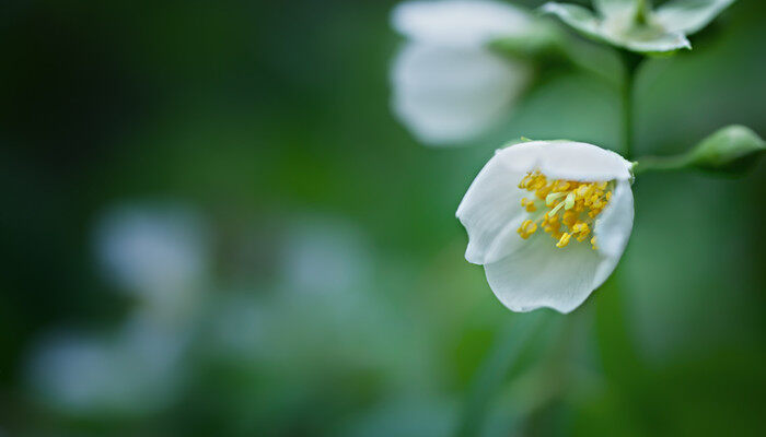 开白花的植物 开白花的植物有哪些
