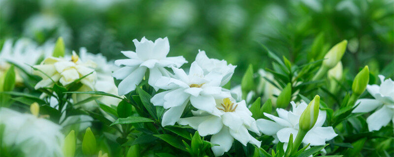 开白花的植物 开白花的植物有哪些
