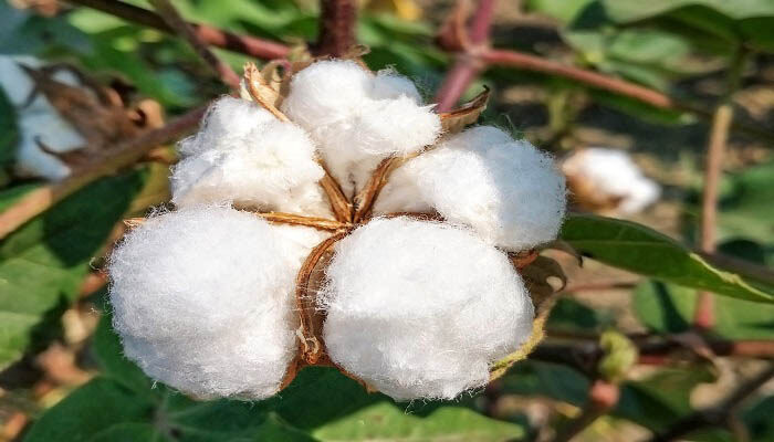 木棉是棉花的一种么? 木棉花是棉花吗