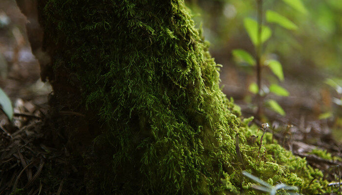 青苔是什么 青苔是啥 