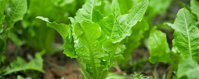 油麦菜几天发芽出土 油麦菜多久发芽出土