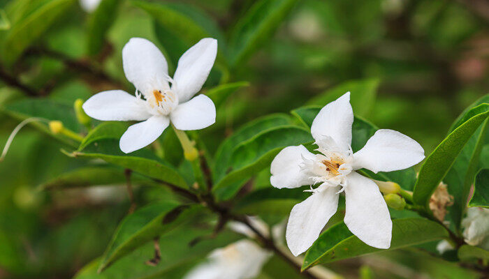 千里香花怎么养 千里香花怎么养殖