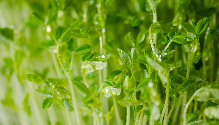 大棚芽苗菜种植技术 大棚芽苗菜的种植技术