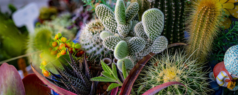 浑身刺的球圆圆的是什么植物 浑身刺的球圆圆的是啥植物