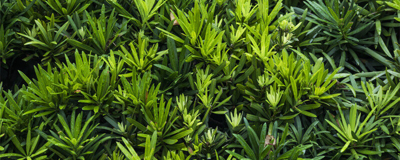 庭院种罗汉松一棵还是2棵 庭院种一棵还是2棵罗汉松